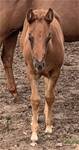 June 22 2025SHINERS LIL CHARMN WHIZ (2025 )